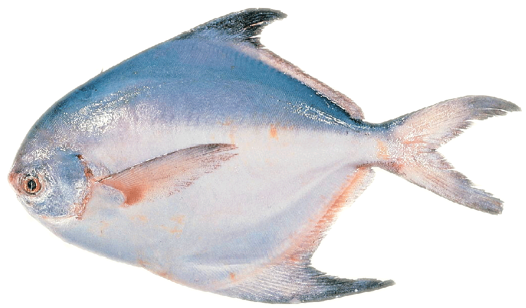 Butterfish